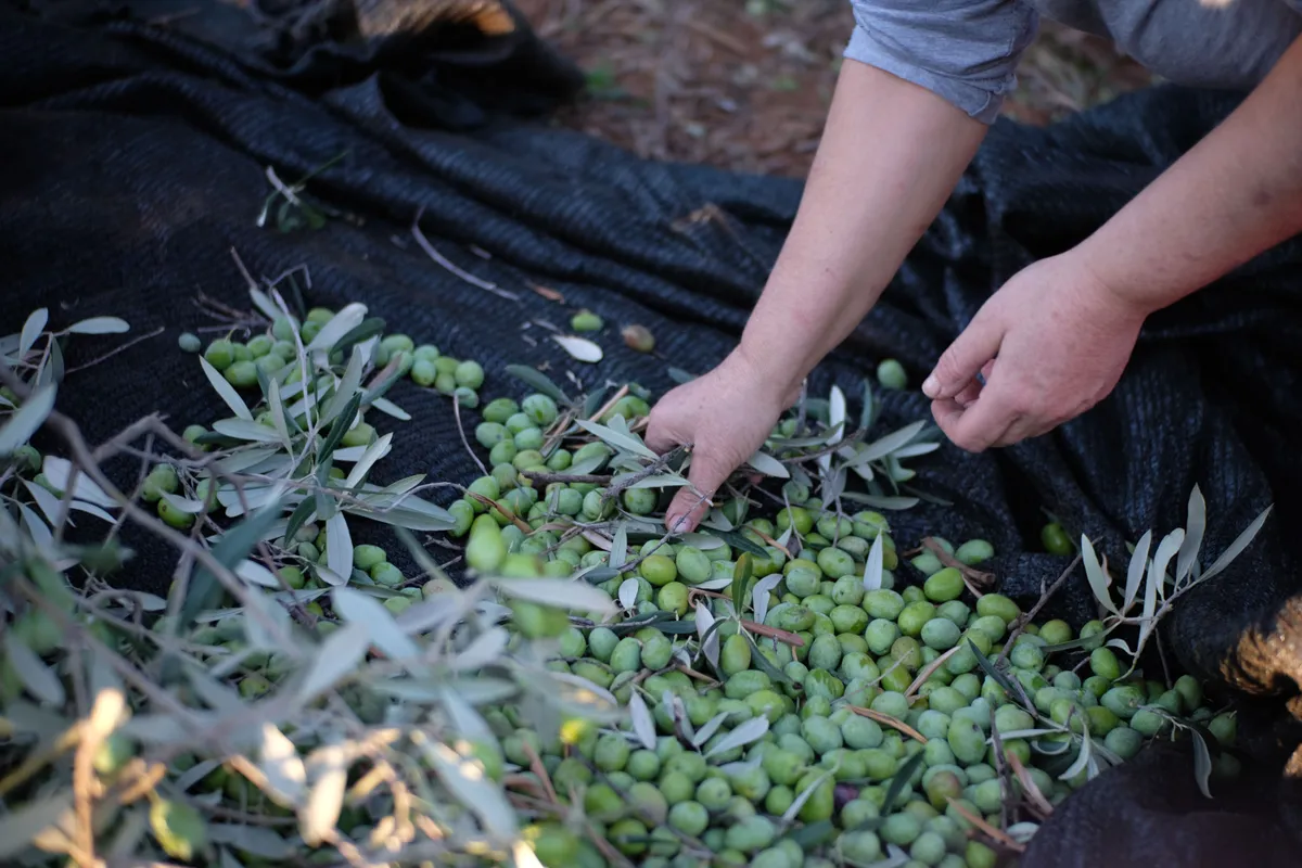 Récolte d’olives vertes en Provence