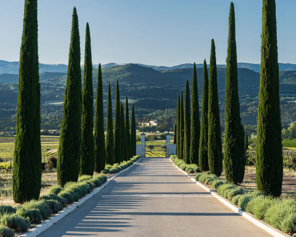 Allée de cyprès menant à un domaine en Provence