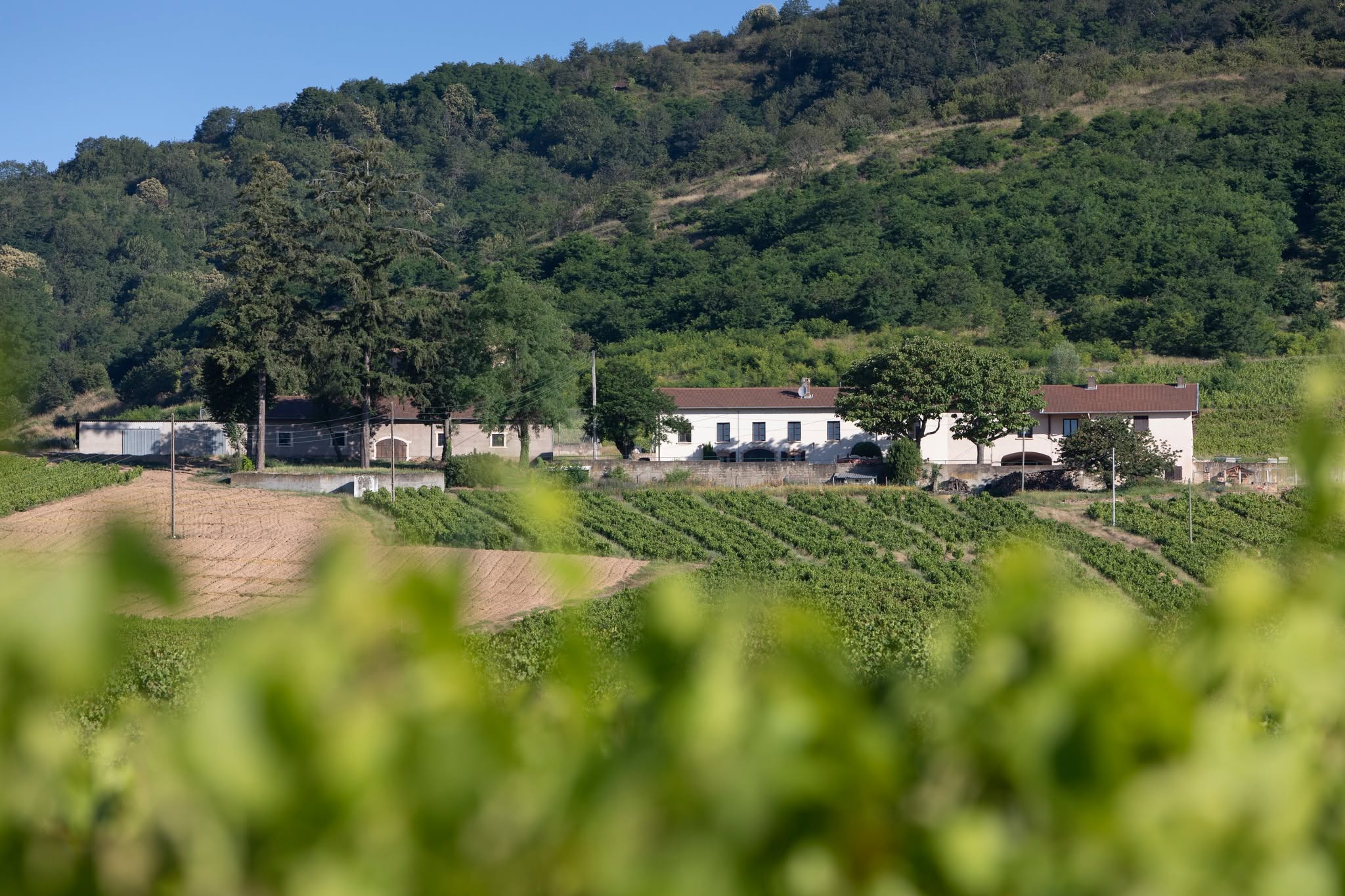Vignoble pour un séminaire d’entreprise original – TerraGo
