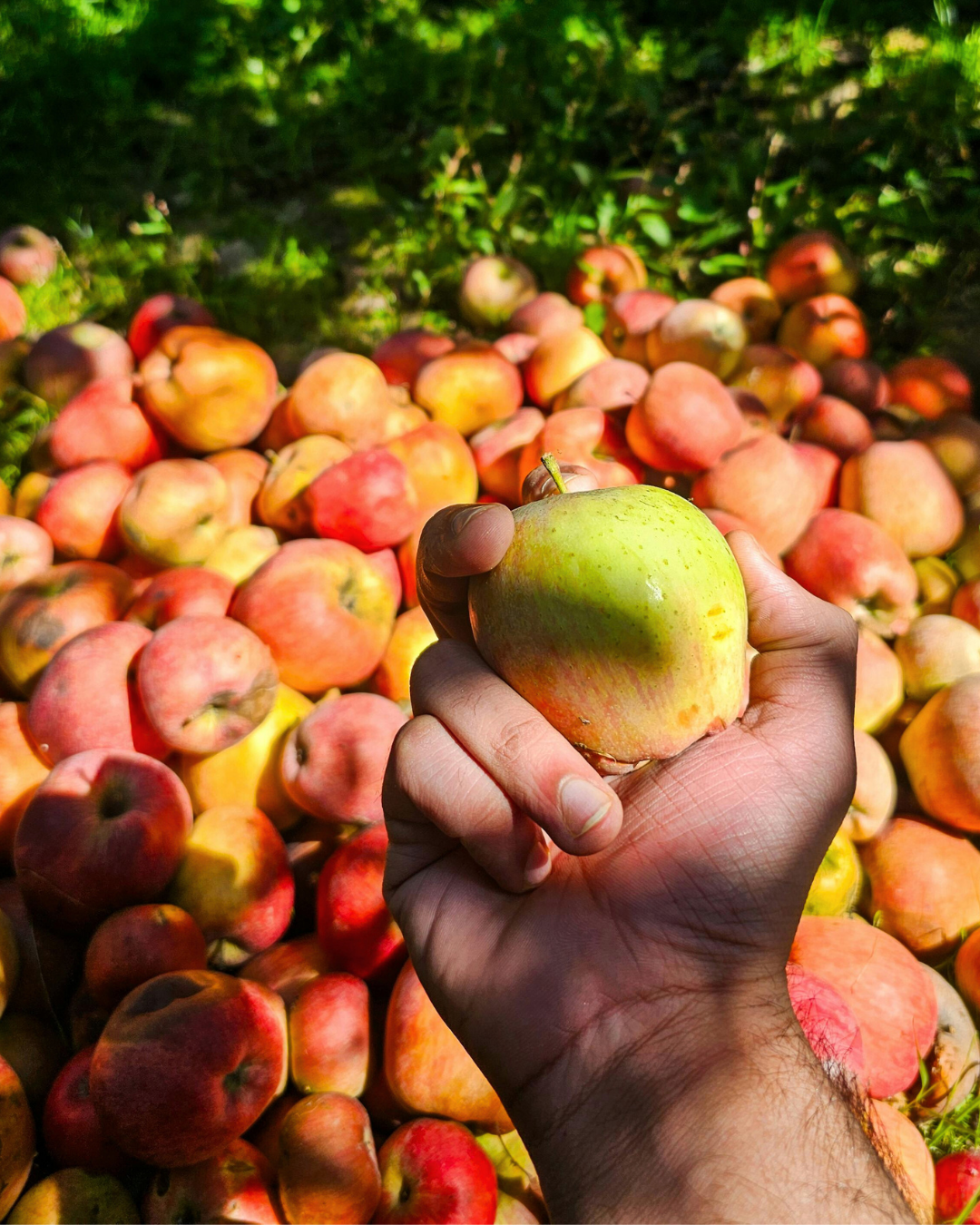 Producteur dans ses champs